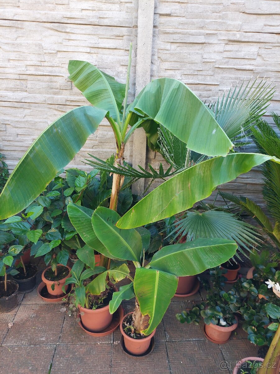 Banánovník Musa basjo a Dwarf cavendish, - 3