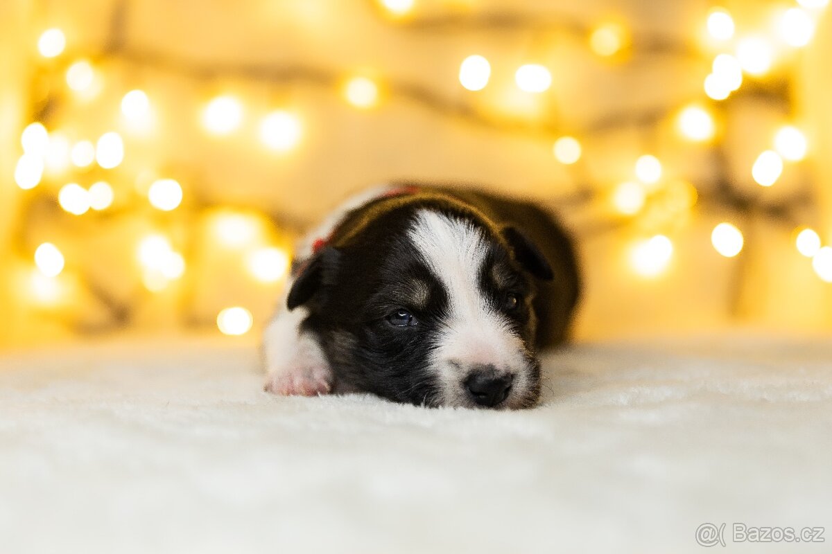 Štěňata border kolie s PP - 3