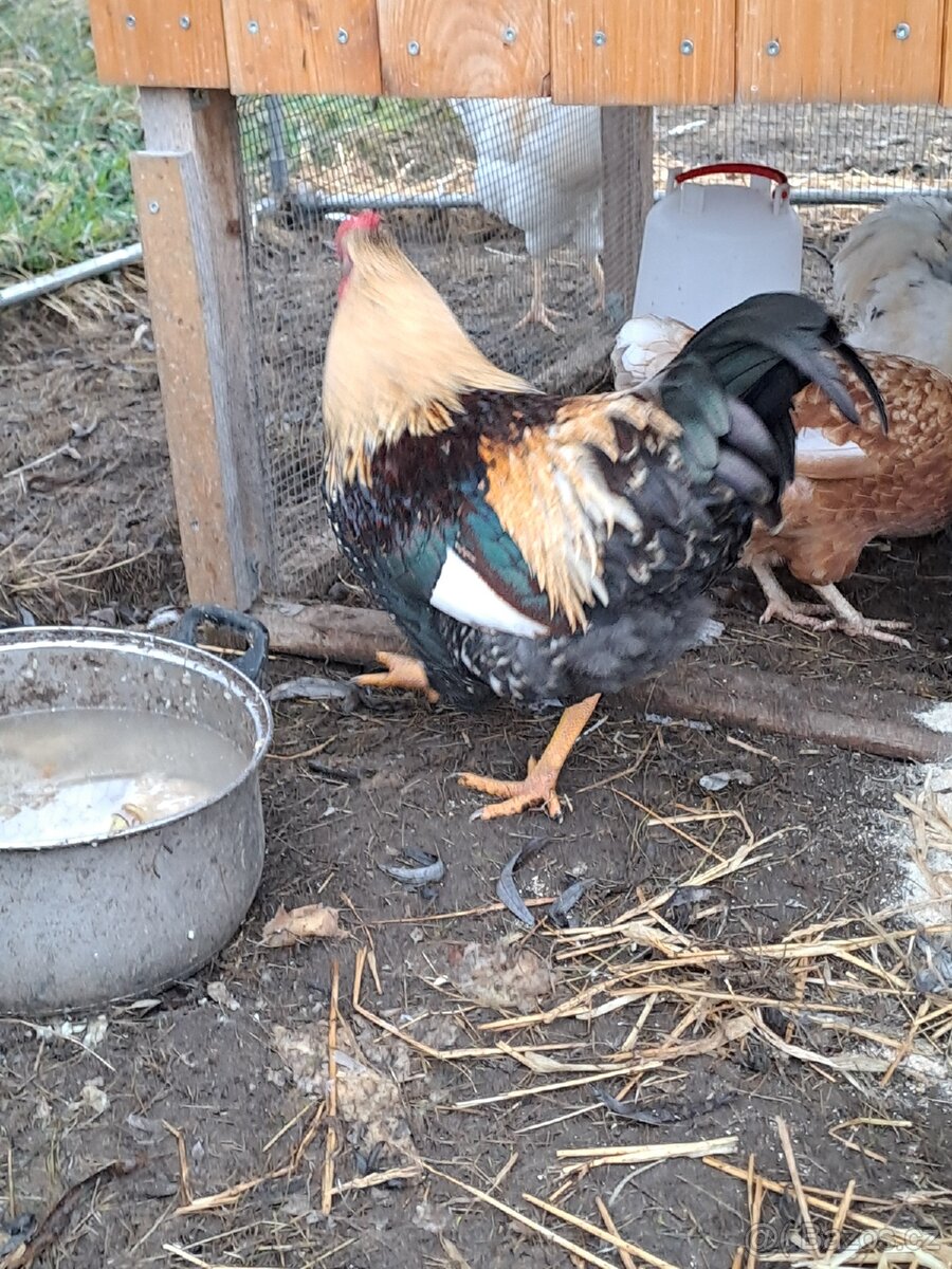 2x mladý kohout - 3