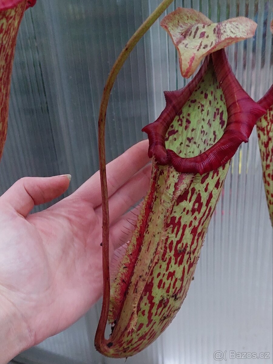 Láčkovka - masožravá rostlina 'Miranda' - 3