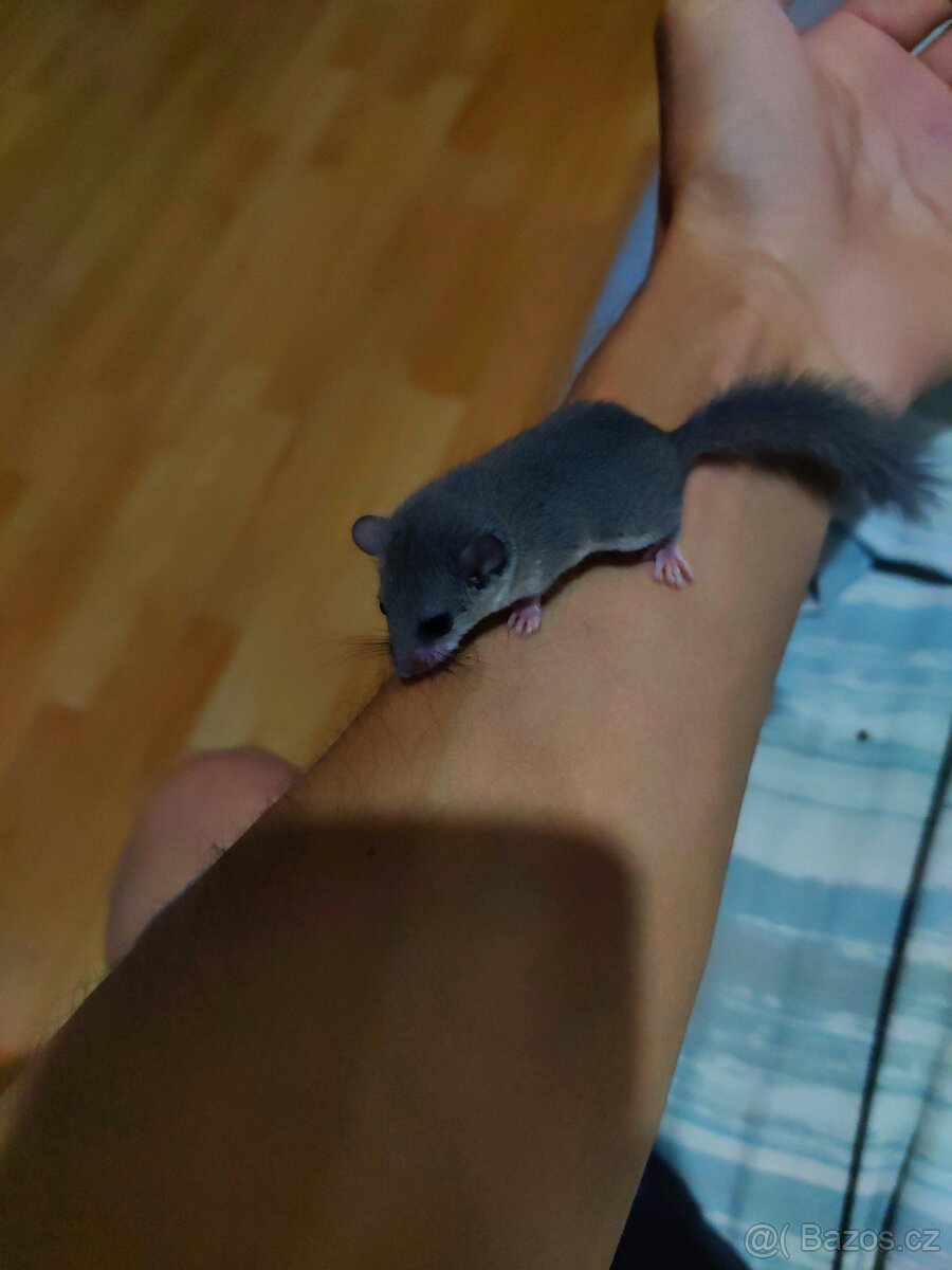 Plšík africký - 3