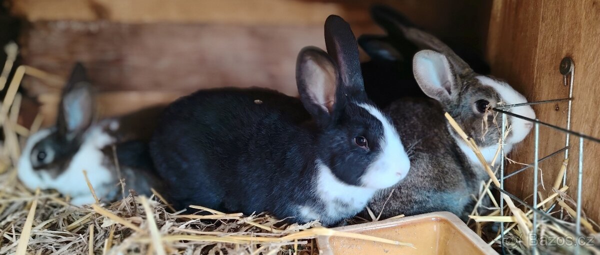 Králíci - 3
