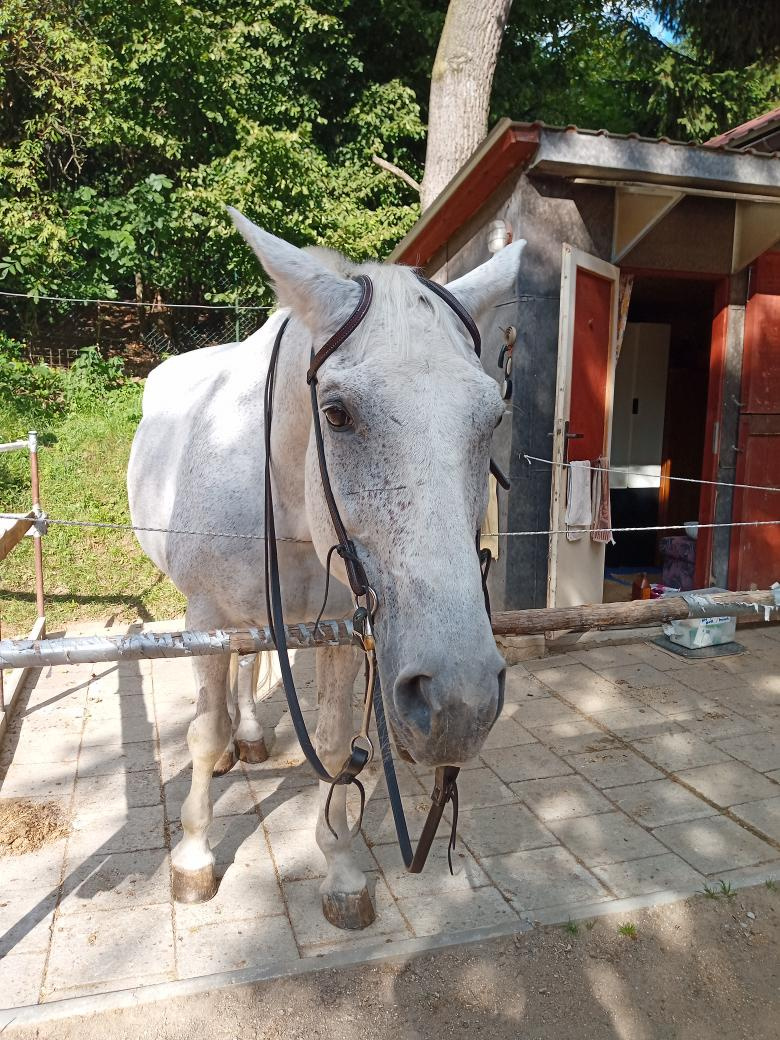 uzdečka westernová - 3