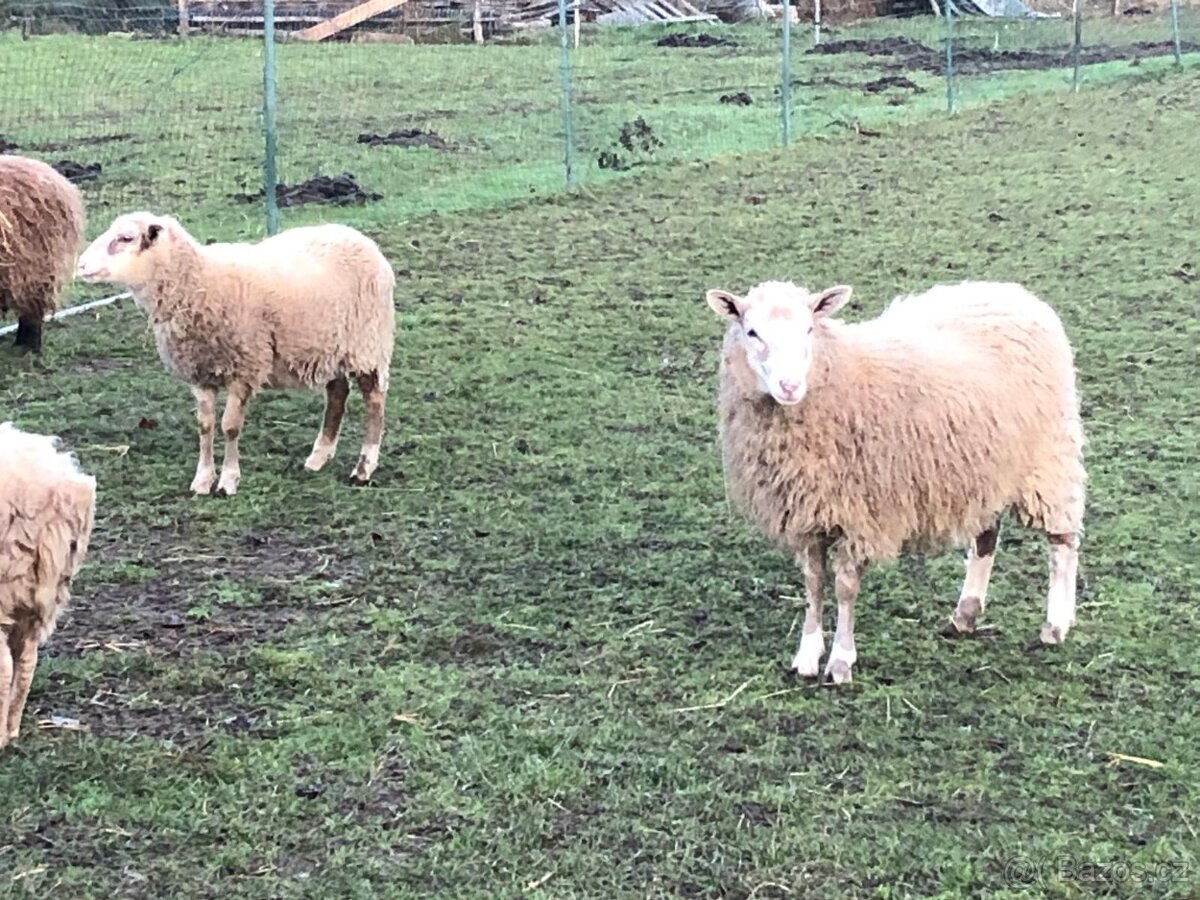 Jehnička na prodej - 3