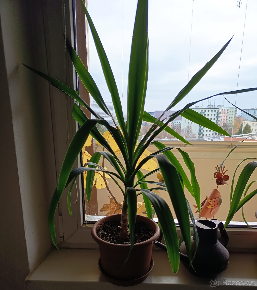 Juka obrovská -Yucca Elephanties - 3