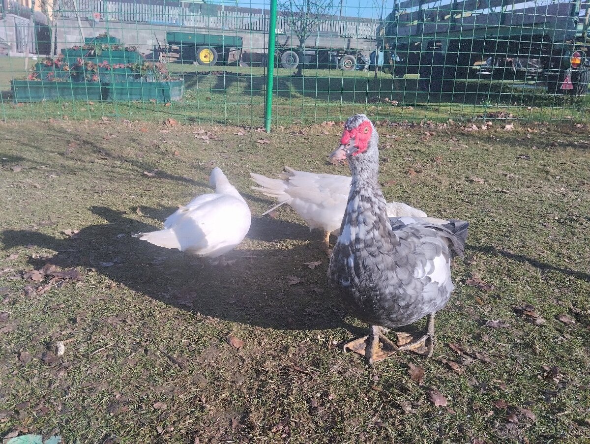 Kachny pižmové chovný pár - 3