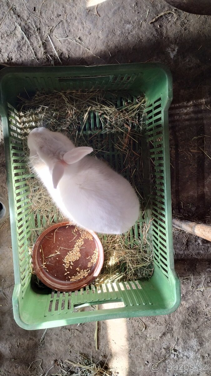 Samec celý bílý Velky - 3