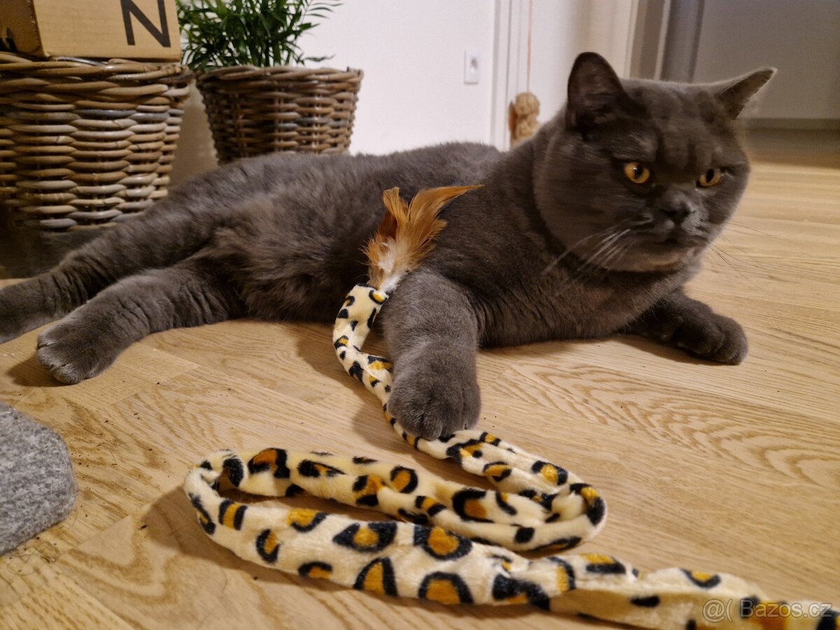 Britský kocourek - 3