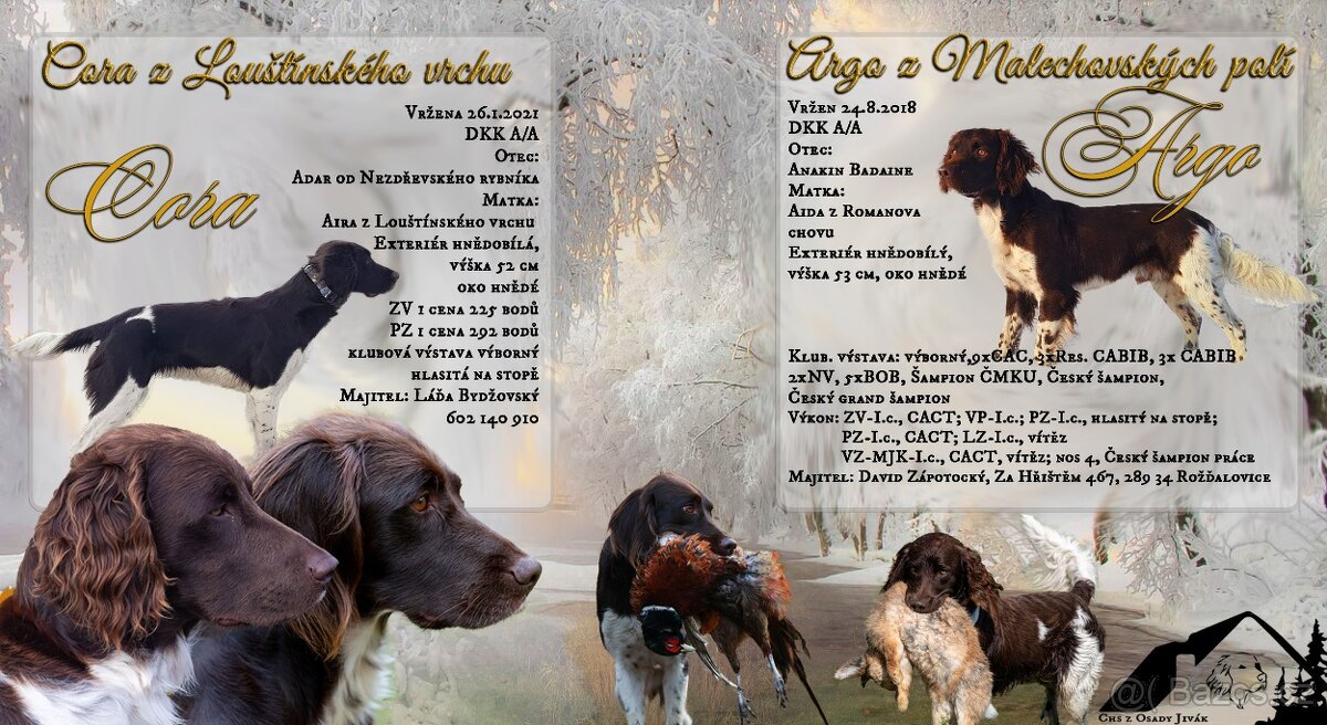 Prodám šťěňata Malého munsterlandského ohaře MMO s PP - 3