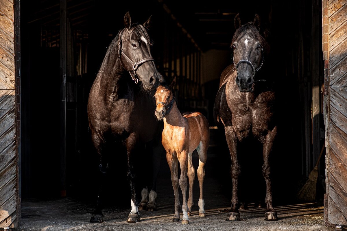 Appalossa klisna - 3