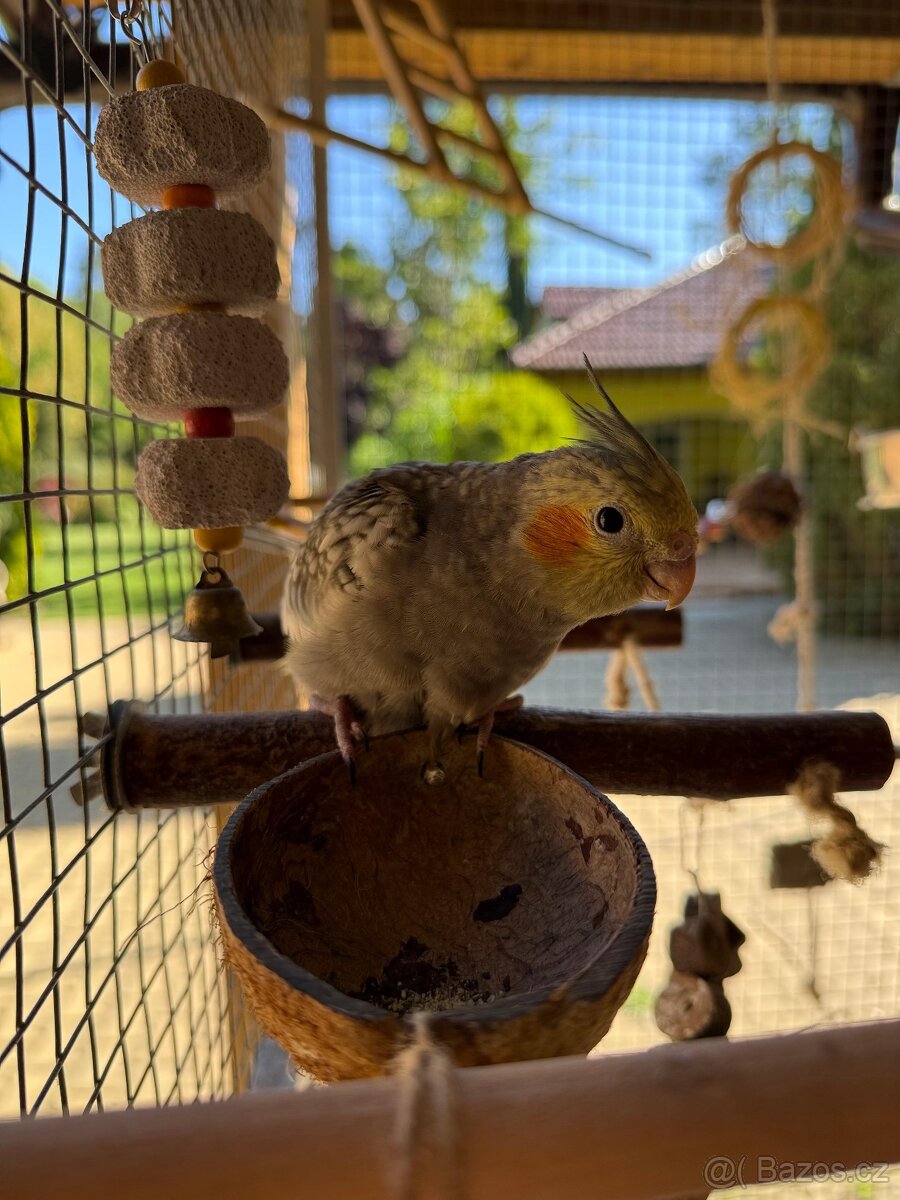 Korela chocholatá - 3