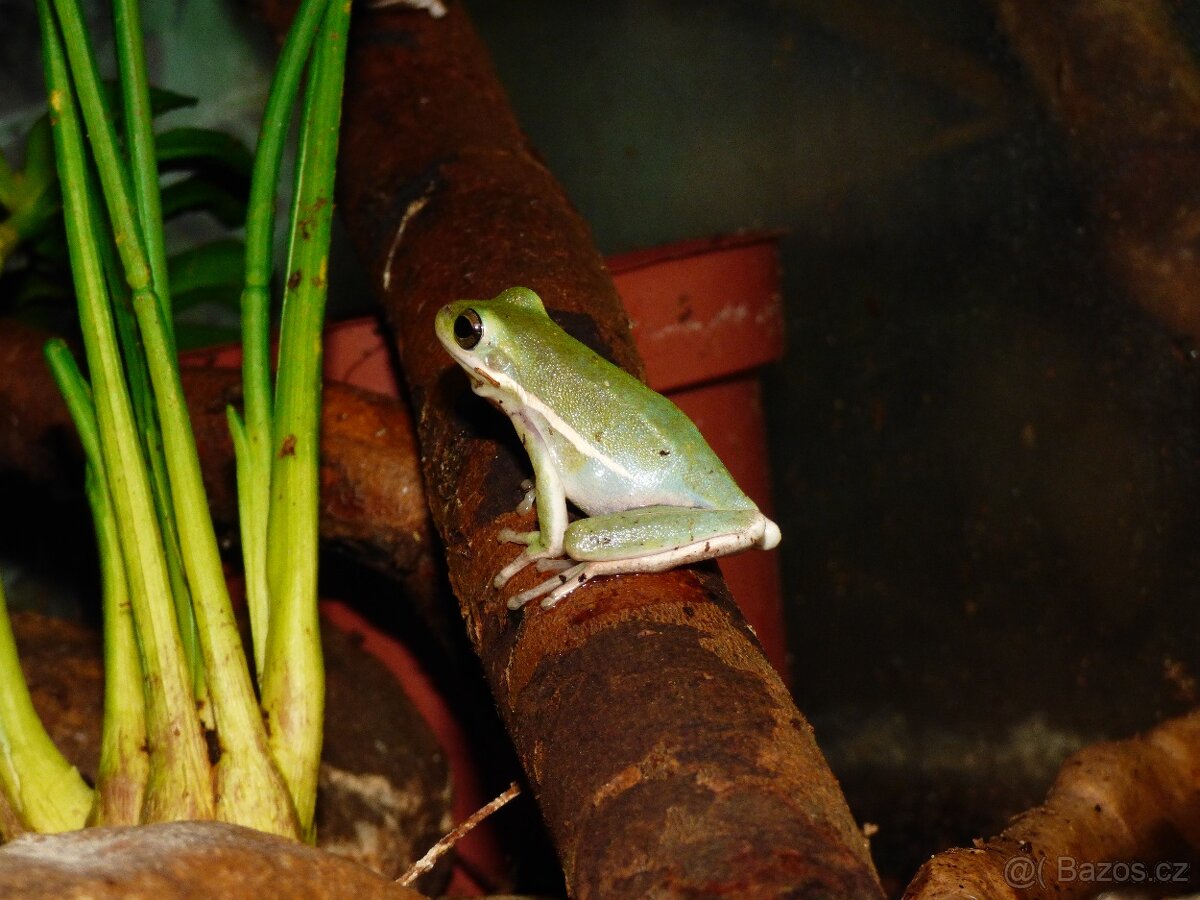 Rosnička karolínská (Hyla cinerea) - 3