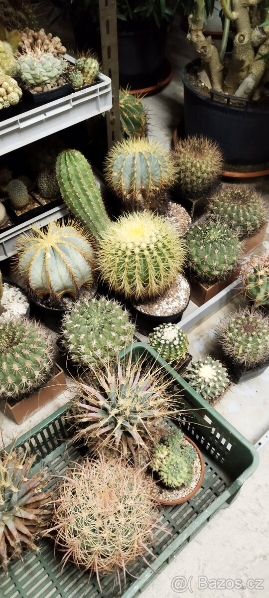 Prodám sbírku kaktusů - 3