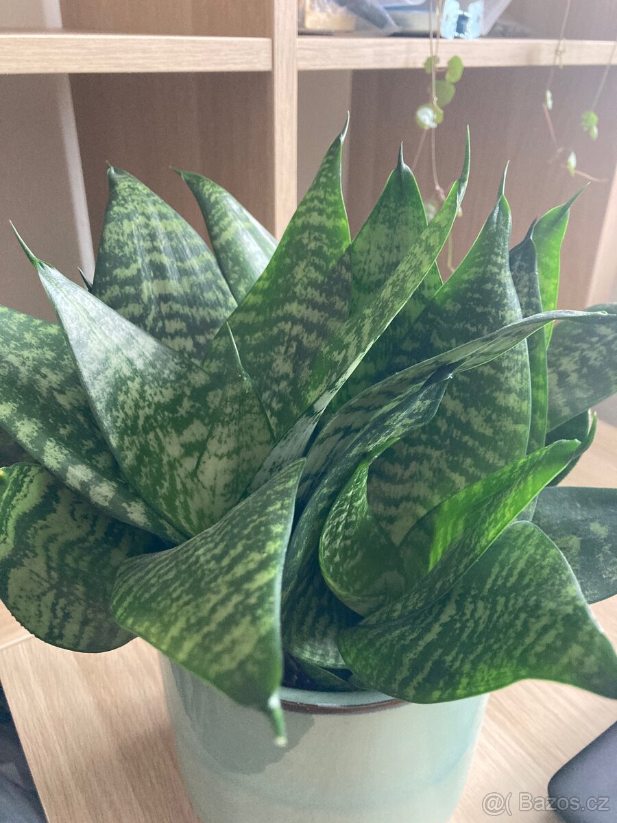 Pokojová rostlina tchýnin jazyk - 3