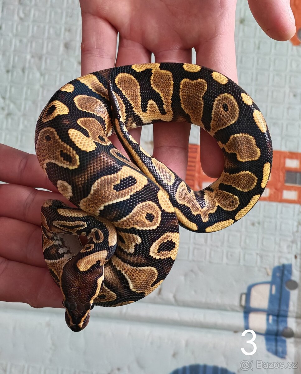 Krajta královská/python regius - 3