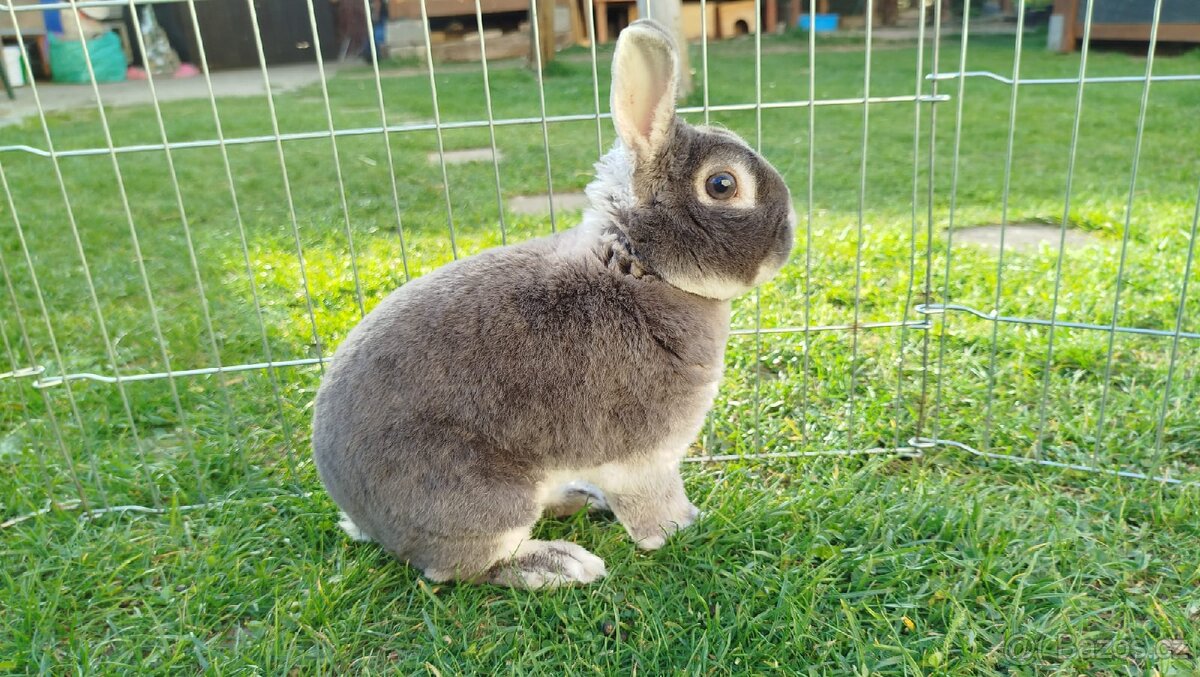 Zakrslý králík rex - 3