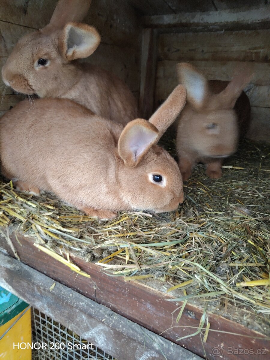 Králíci - 3