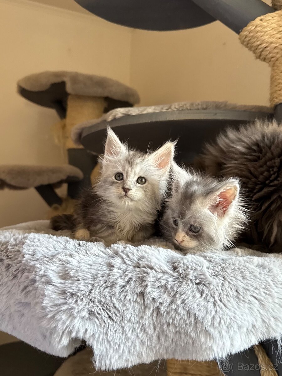 Mainská mývalí koťátka s PP - 3