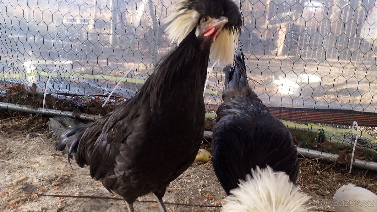 Holandská chocholatá slepice - 3