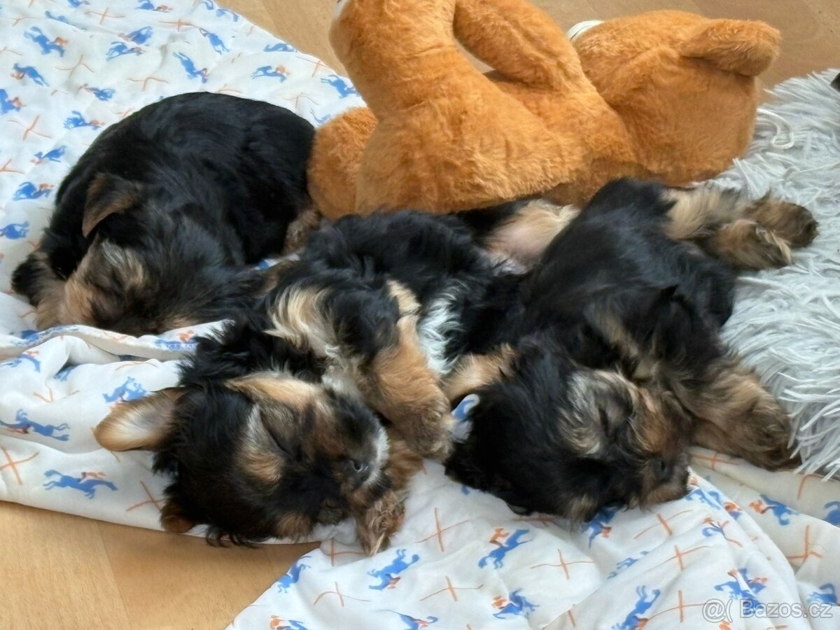 Štěňata - 3