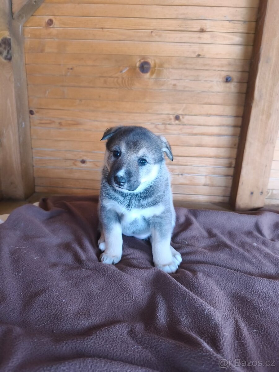 Západosibiřská lajka - 3