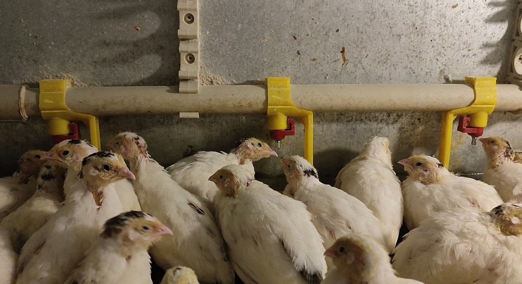 Napajeci system - niplova napaječka - 3