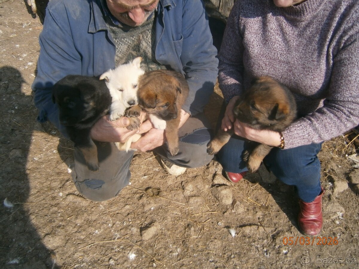 Štěňata německého ovčáka bez PP. - 3