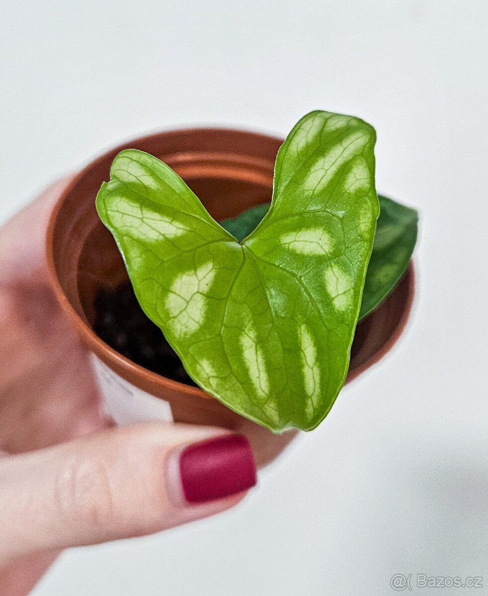 Cercestis Mirabilis raritka - 3