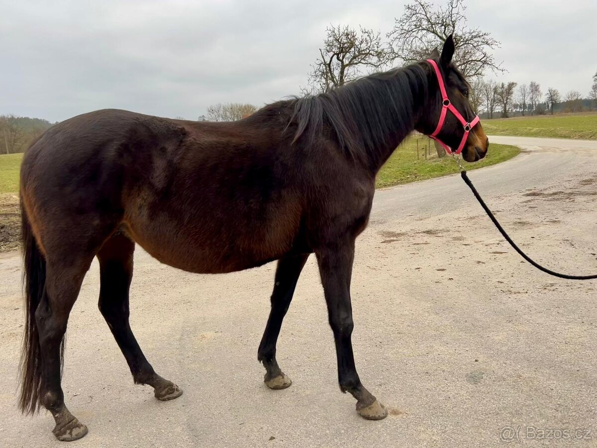 Prodám 5 letou klisnu - 3