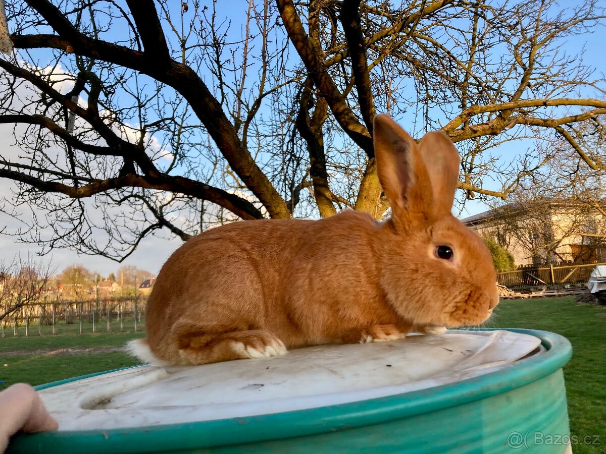 Burgundský králík samec - 3