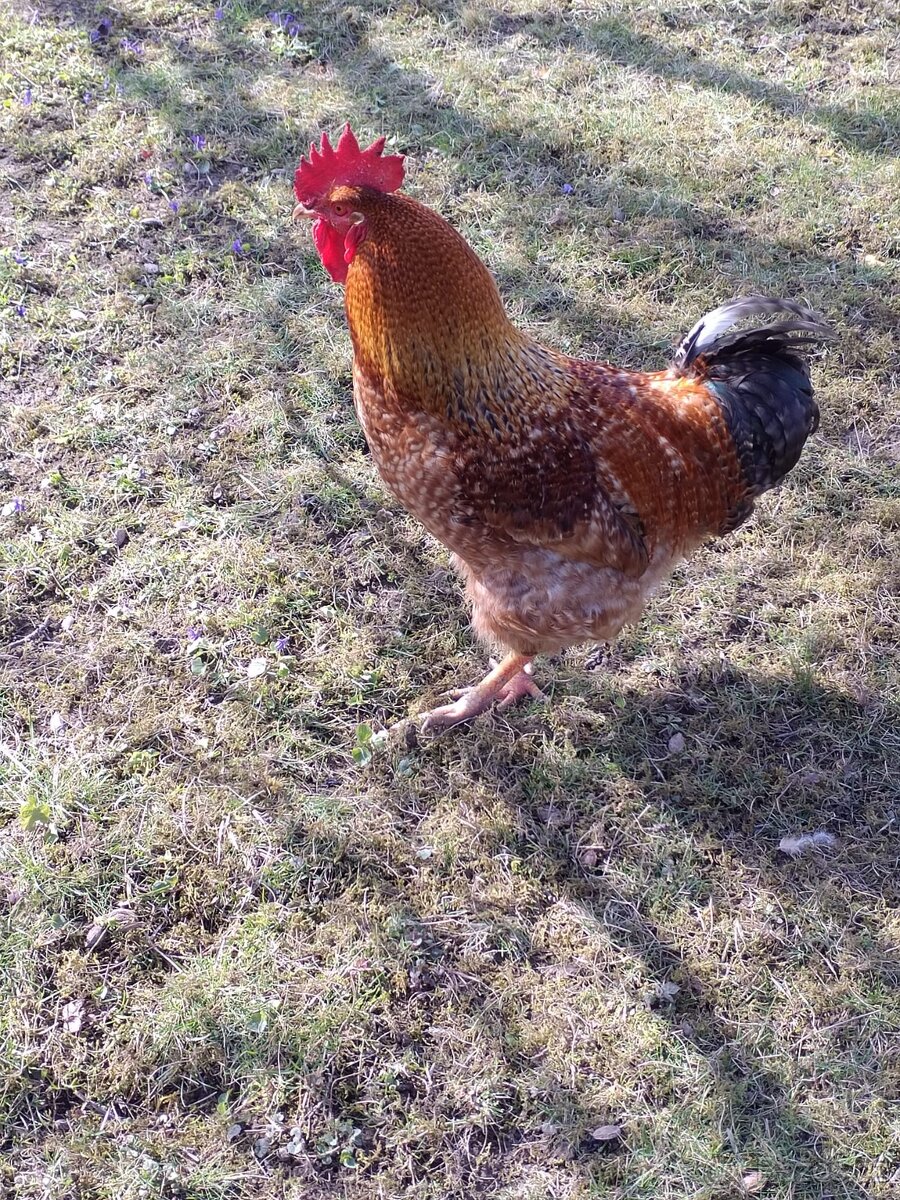 prodej kačer a kohout - 3