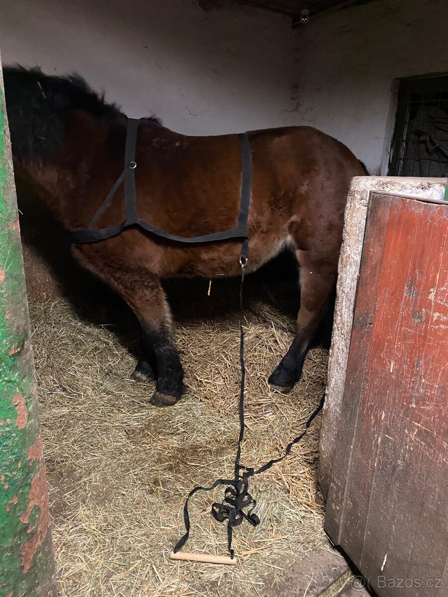 Postroj na skijoring - 3