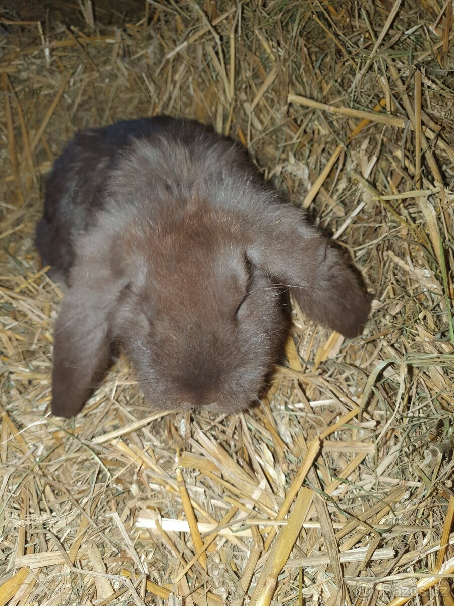 Francouzský beran - 3