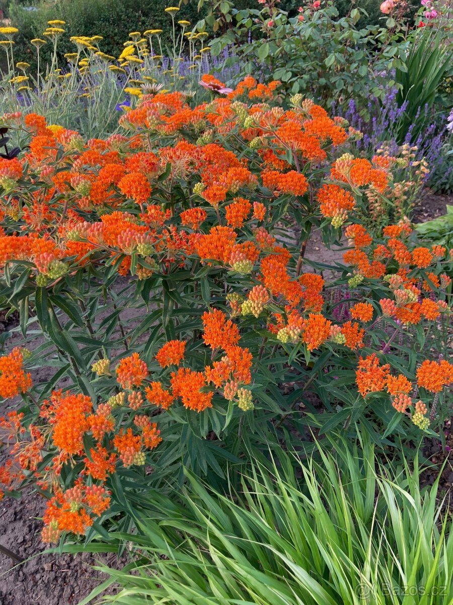 Trvalky (Klejicha - semena) - 3