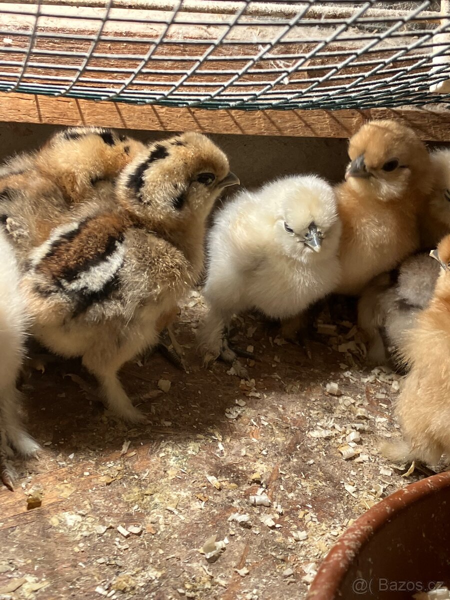 Hedvabnicka velka vousata - 3