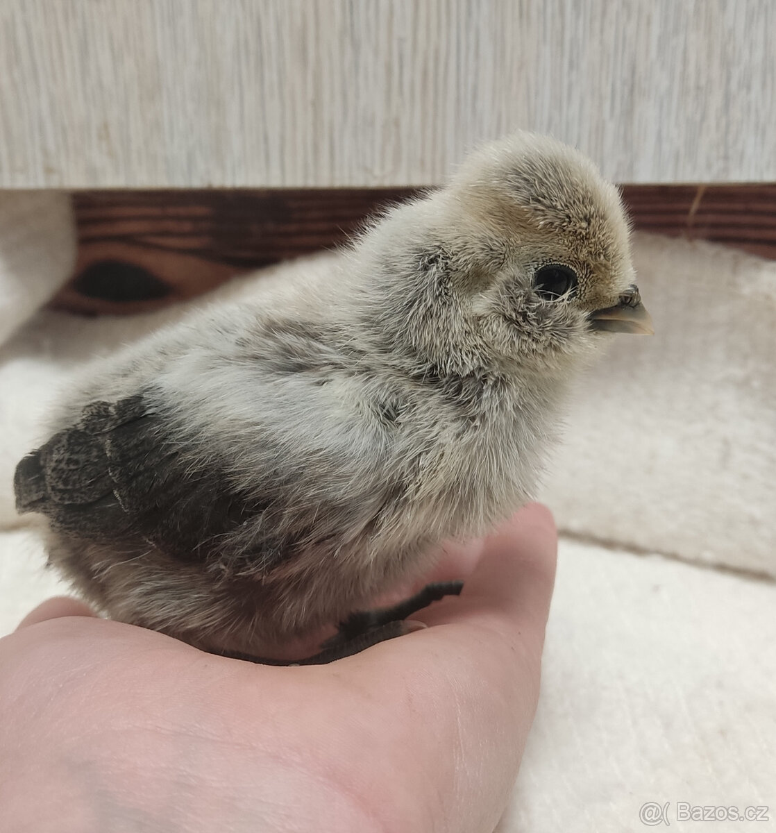 Paduánka kuřata - 3