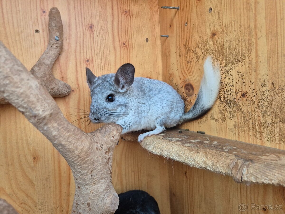 Činčila - kluci - 3