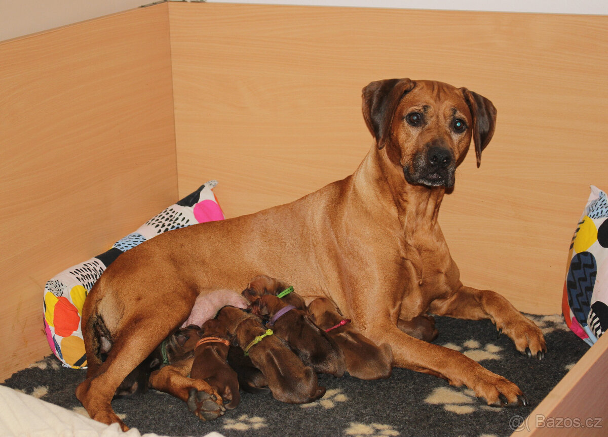 Rhodéský Ridgeback - štěňátka s PP - 3