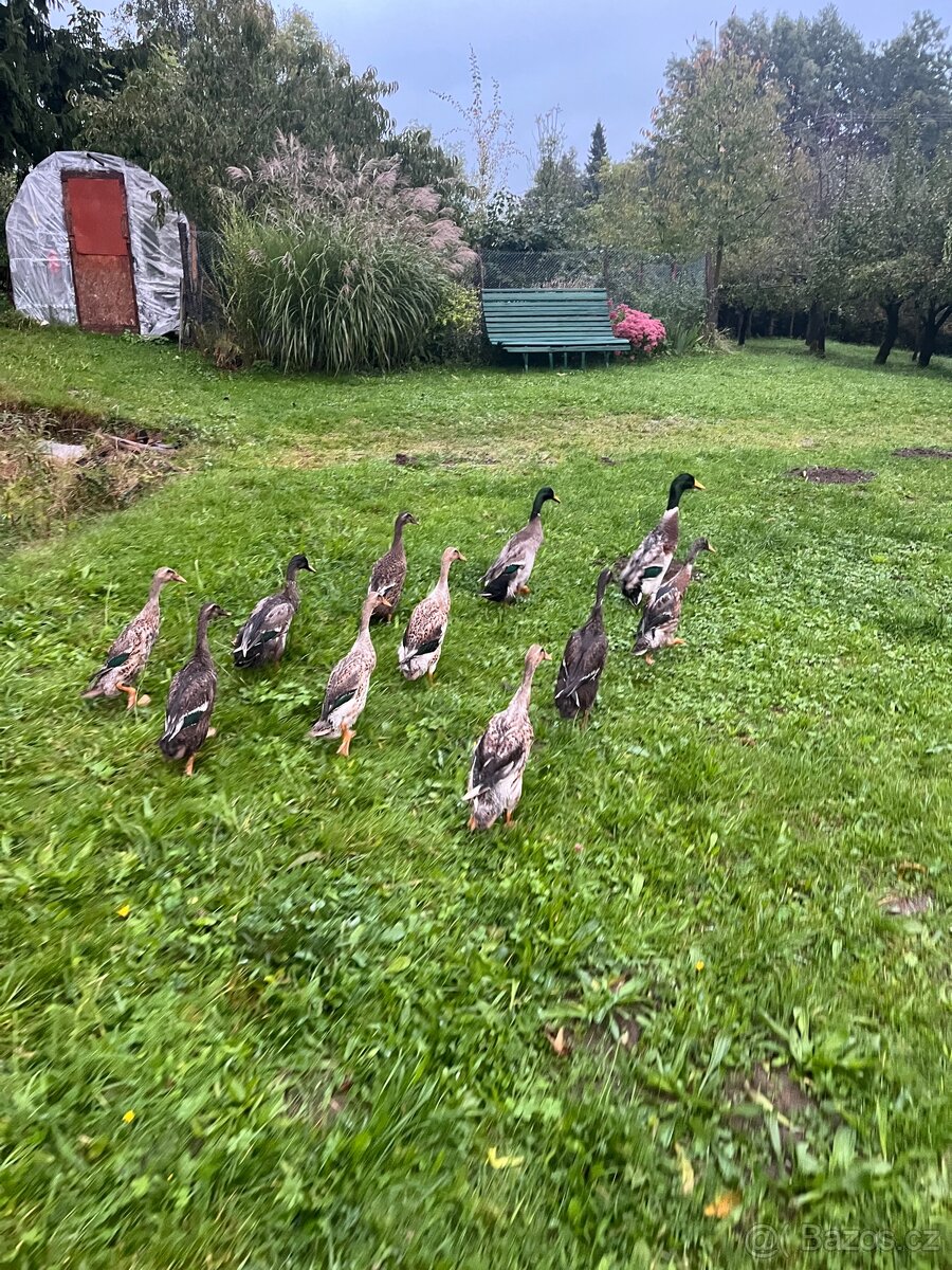 Běžec Indický - 3