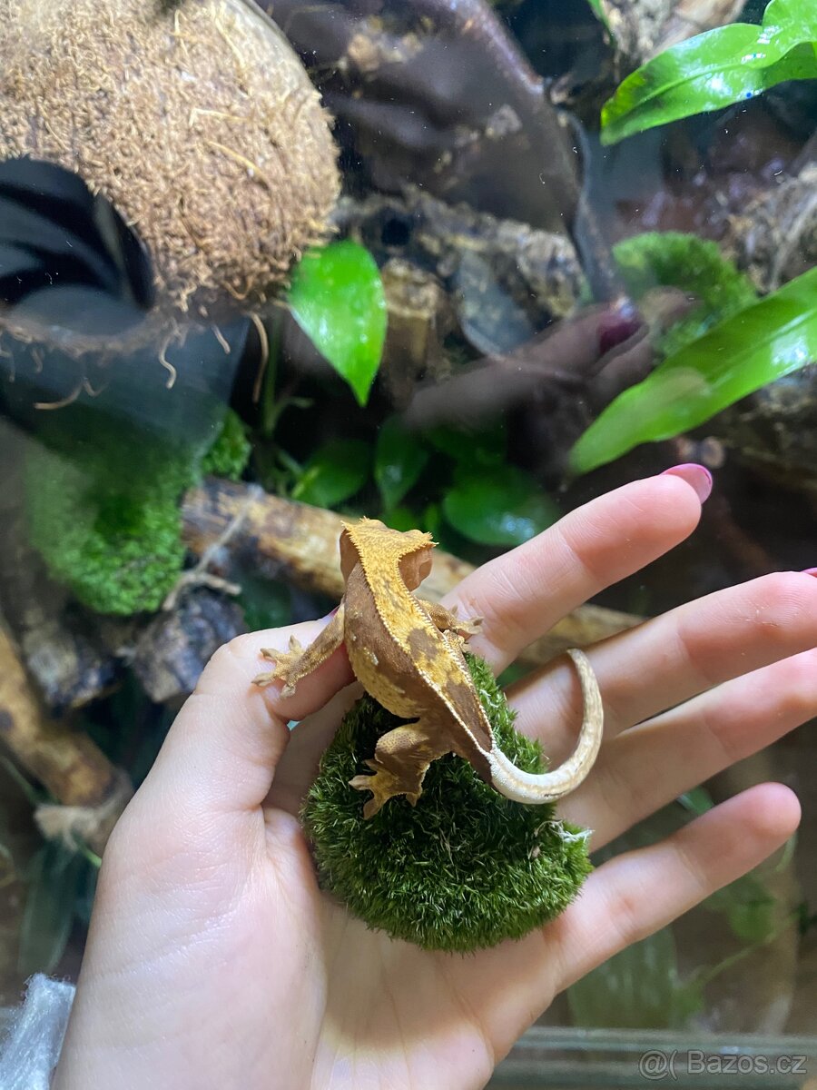 Pagekon řasnatý - 3