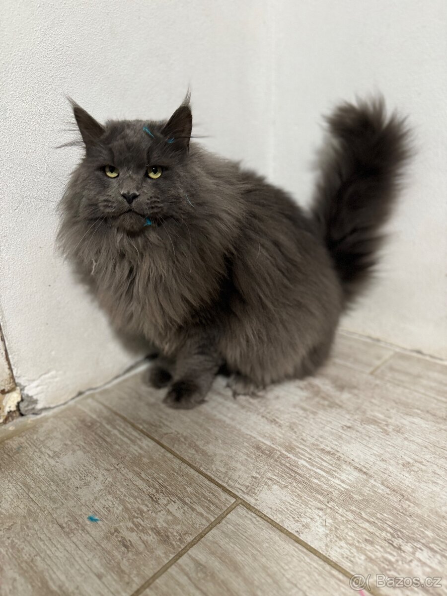 Mainská mývalí - 3