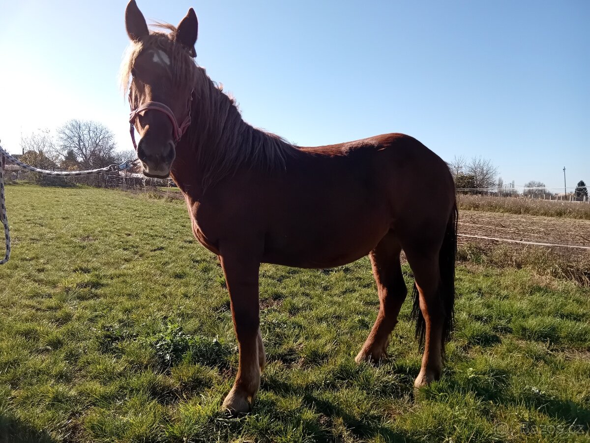Slezsky Norik kobyla - 3