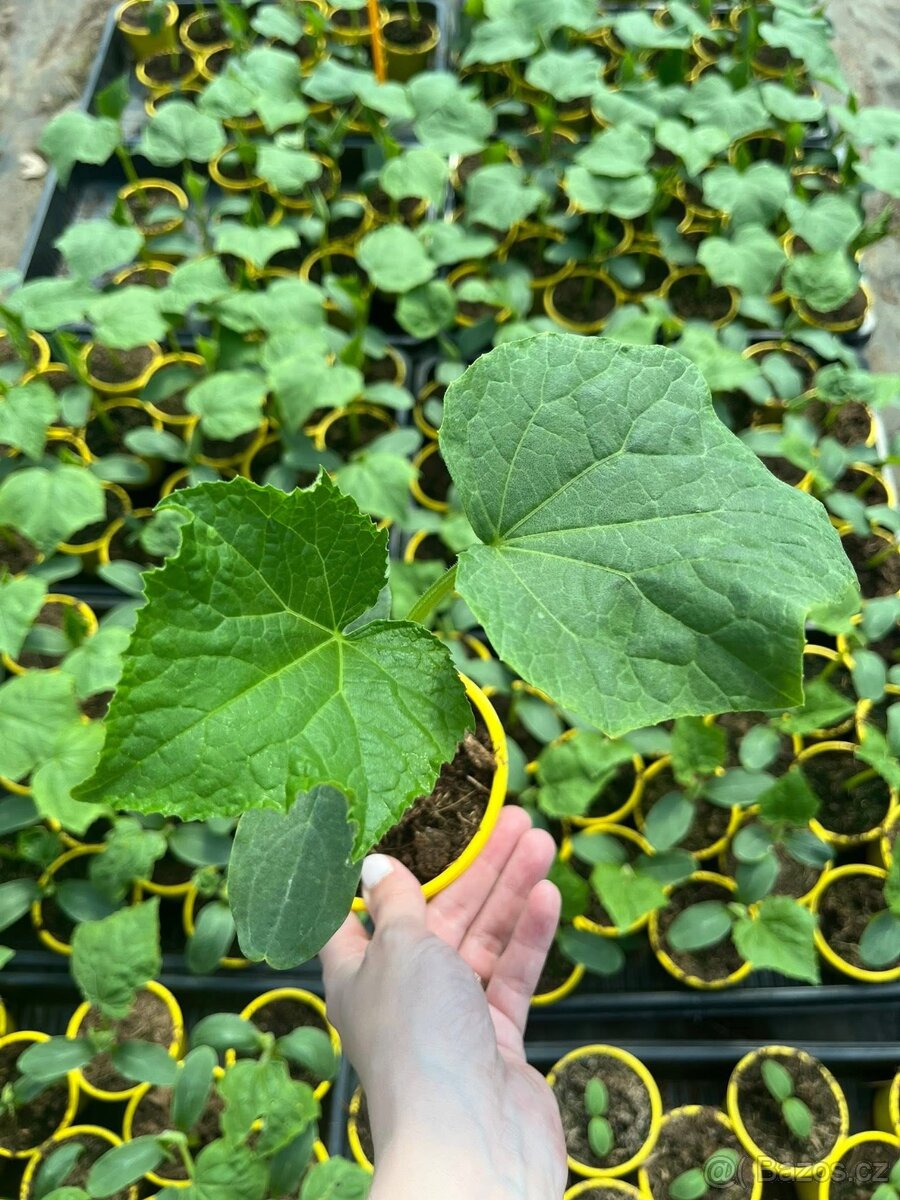 Rajčata, papriky, okurky - 3