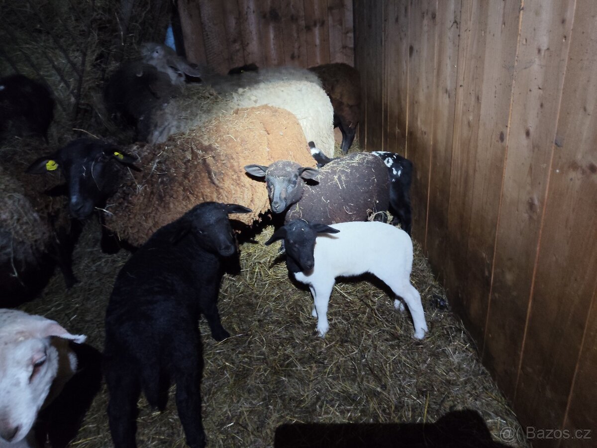 Jehňata - 3