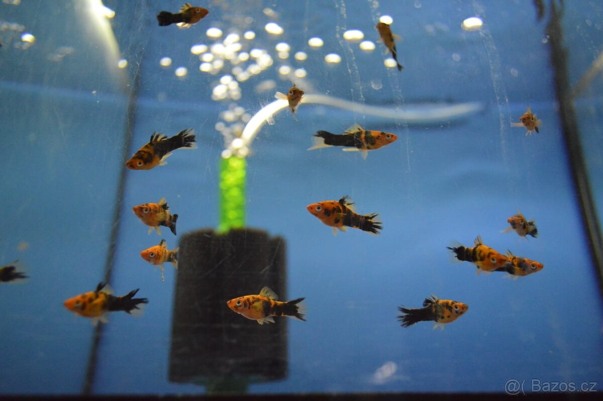 Akvarijní rybičky různé druhy - 3