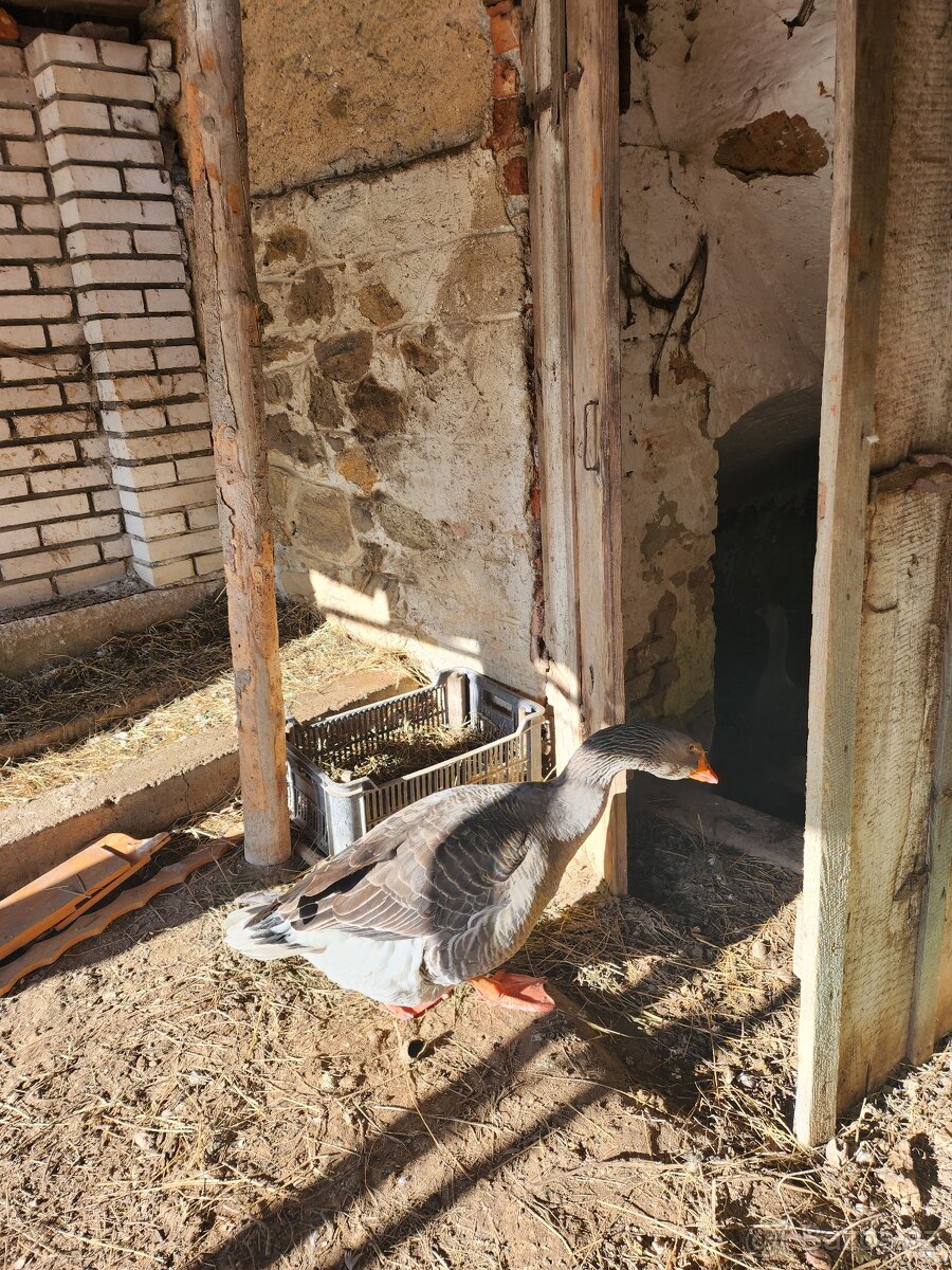 Prodam husy landenska - 3