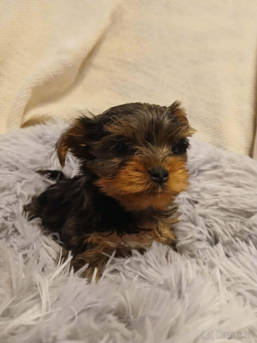 Jorkšírský teriér Merle - 3