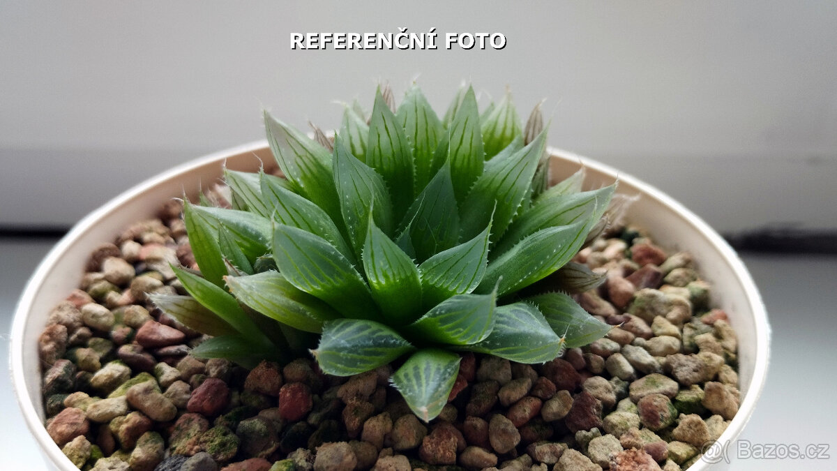 Haworthia cooperi "Sabita" ( sukulent ) - 3