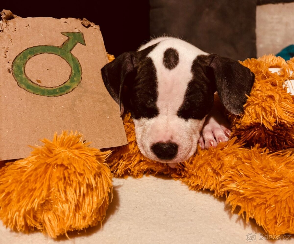 Americký stafordšírský teriér bez pp - 3