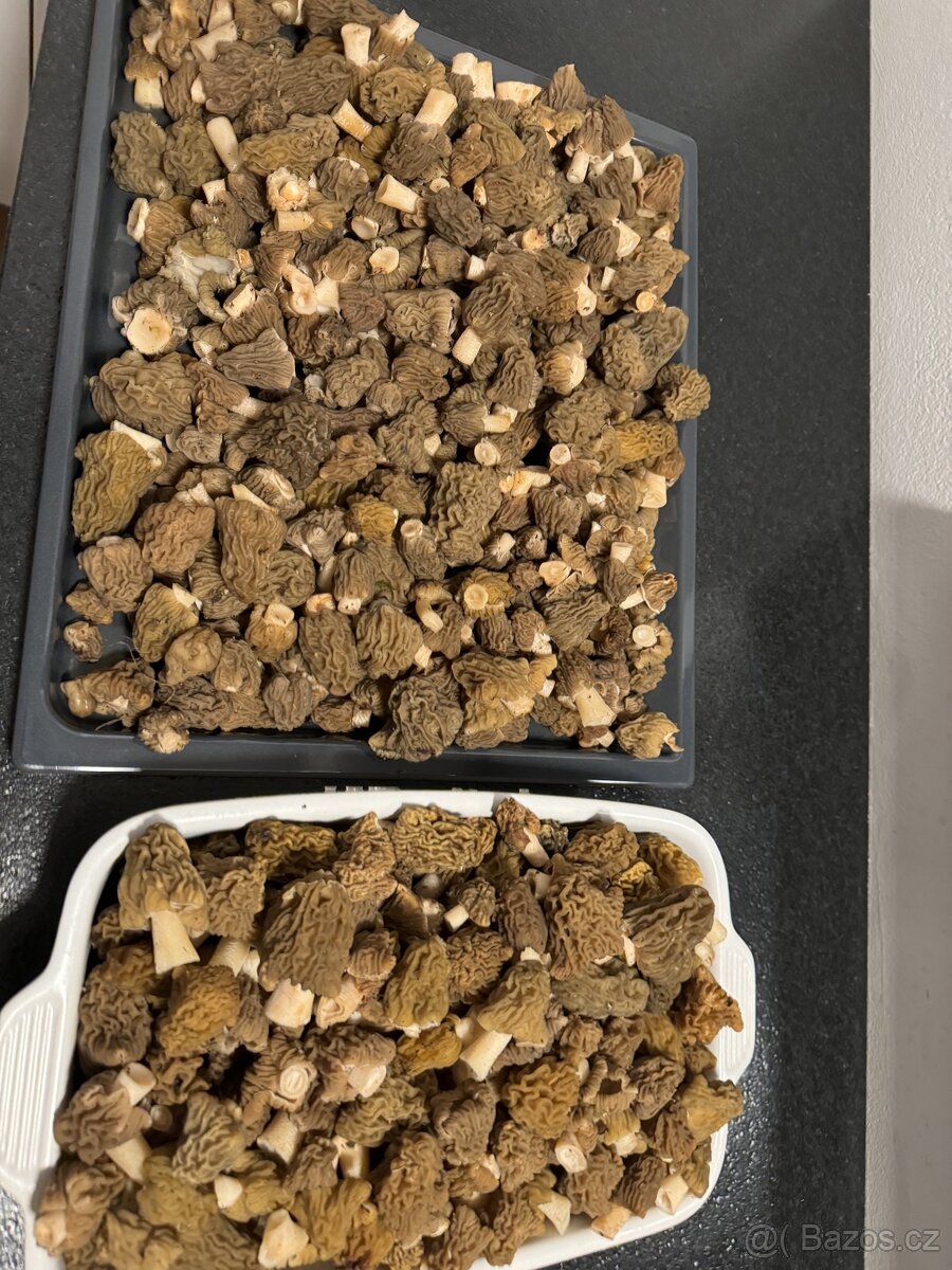 Houby -kačenka česká - 3